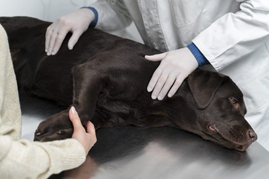 perro dormido con dolor de estomago