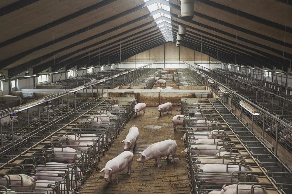 Granja de cerdos - Pasión Veterinaria 