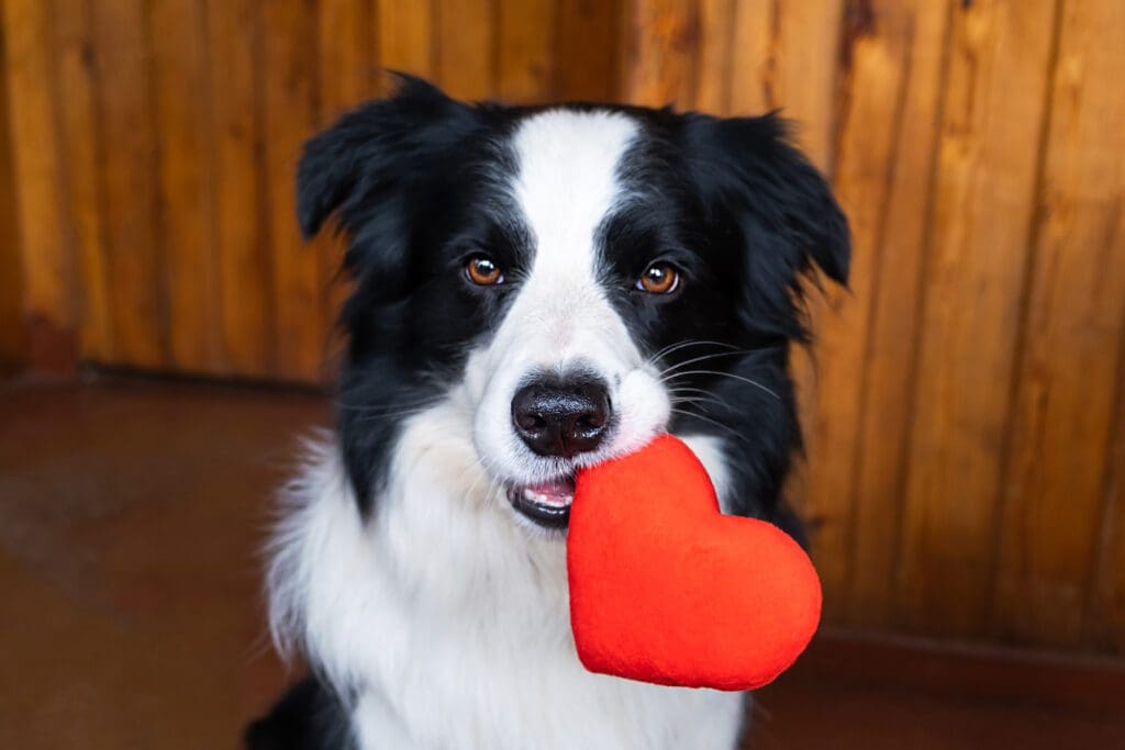 perro con corazón