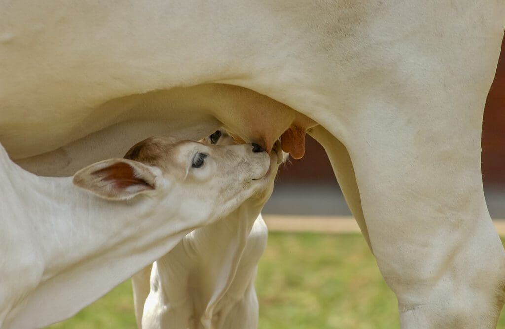Vaca con ternero -Pasión Veterinaria 