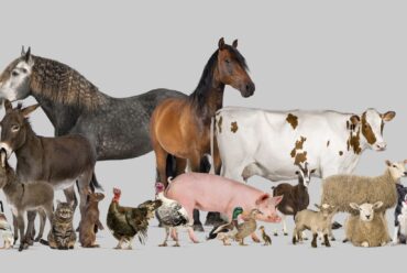 Glosario de Medicina Veterinaria