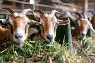 Plan de Vacunación para cabras: Esquema Actualizado y Recomendaciones