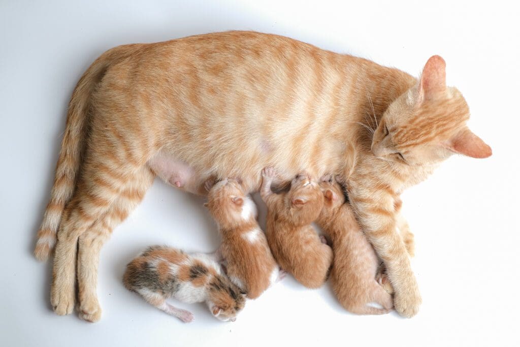 Gata con crias -Pasión Veterinaria 