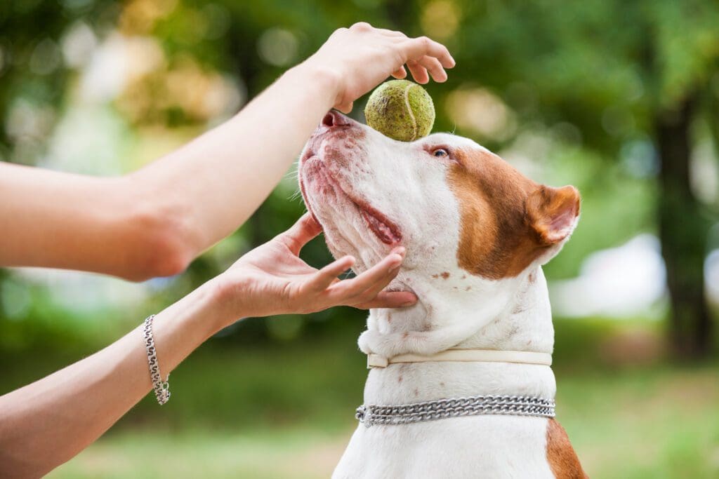 perro jugando con bola