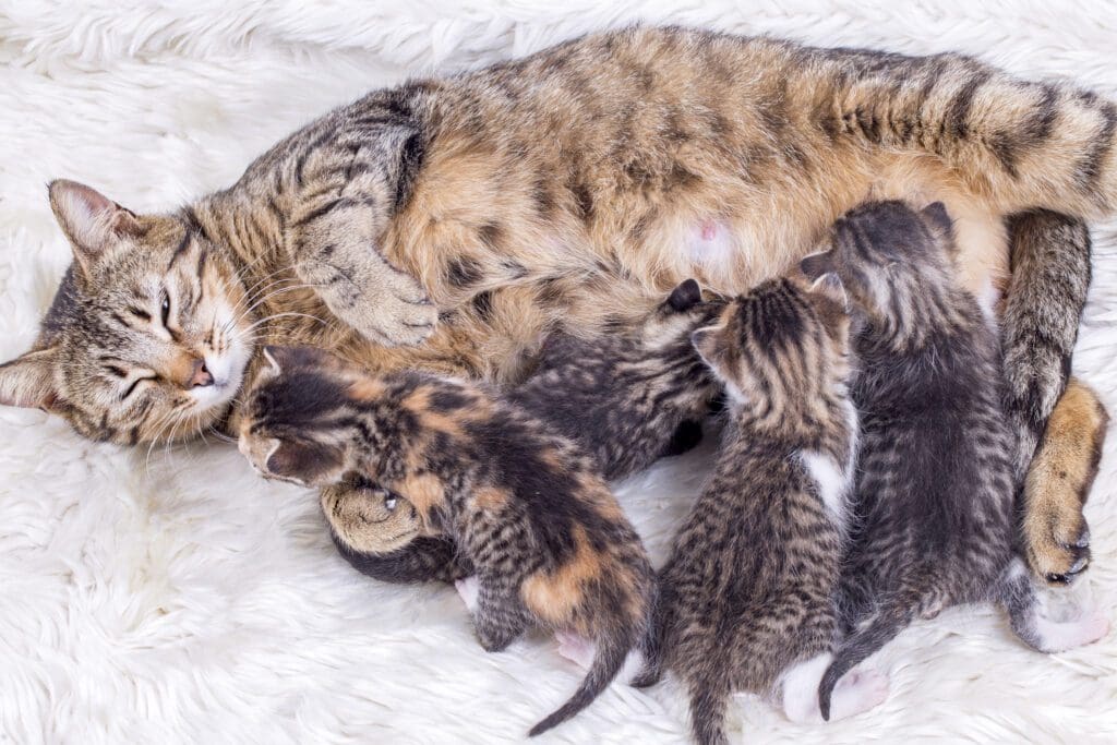 Gata con cria Pasión Veterinaria 