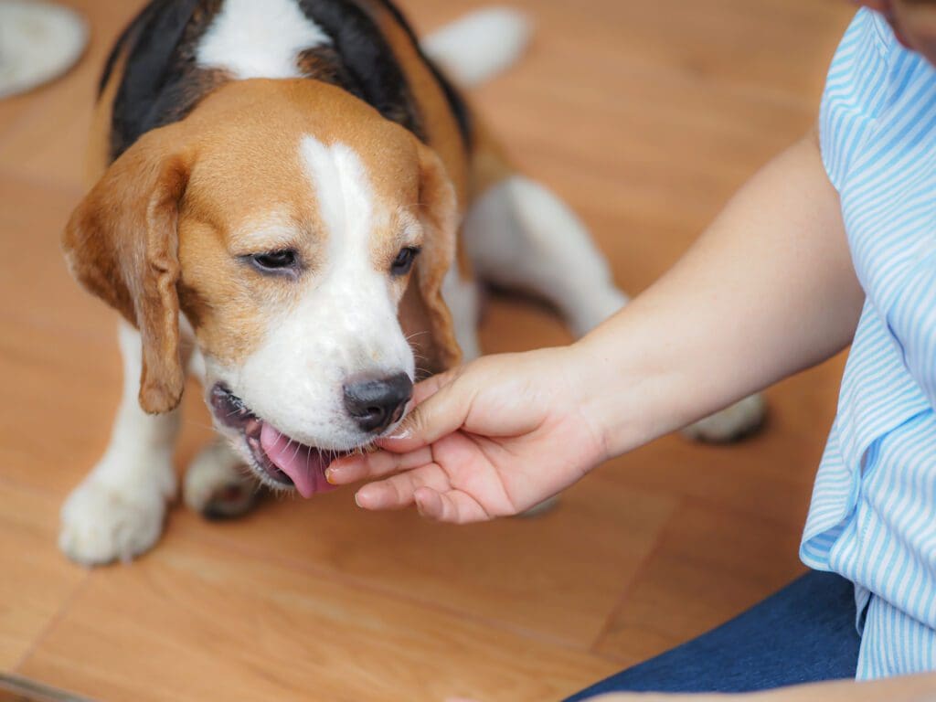 perro recibiendo un premio