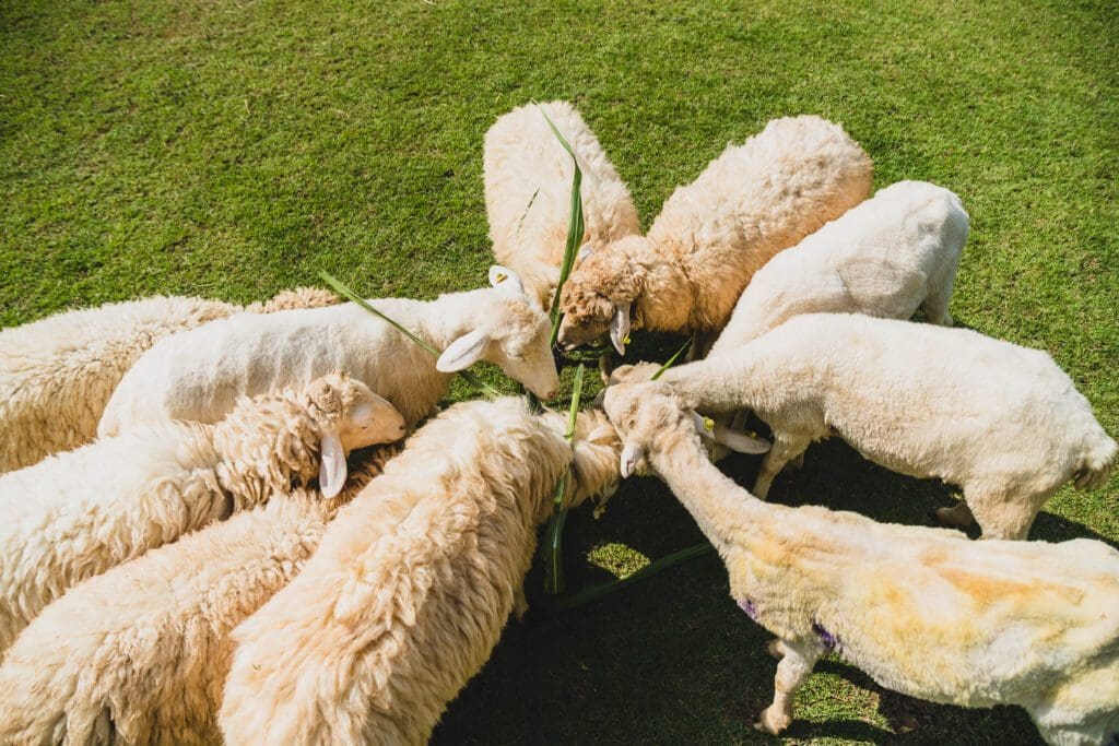 Ovejas  - Pasión Veterinaria 