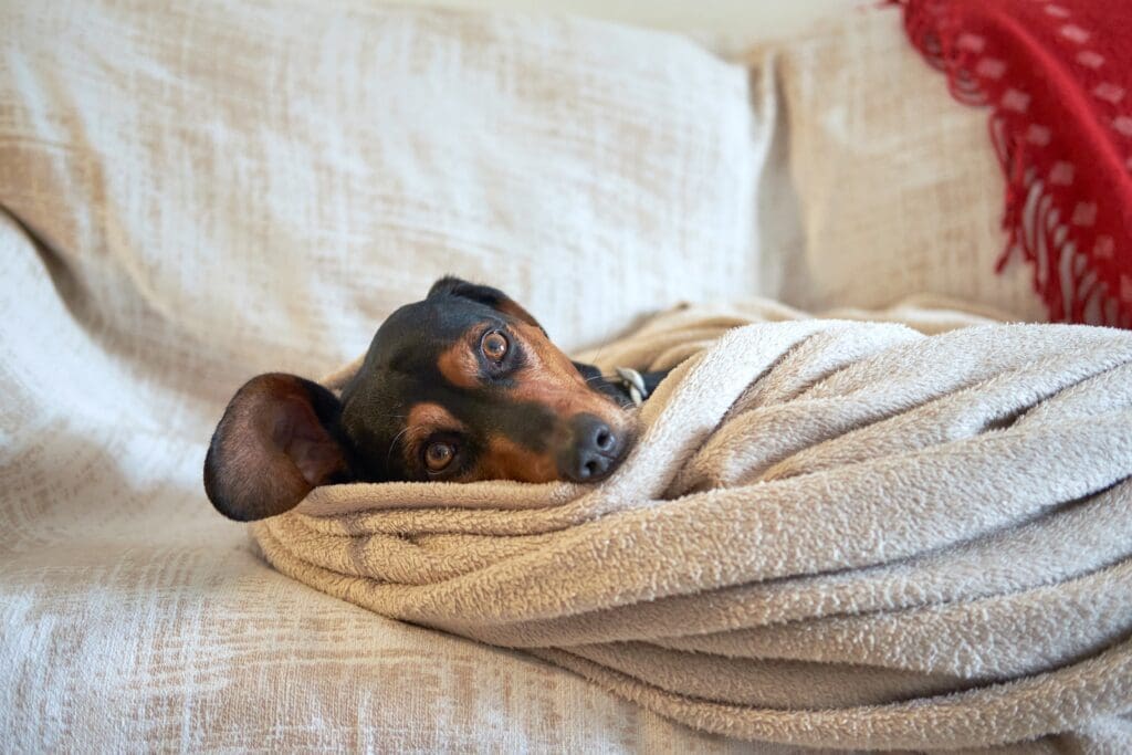 perro dormido entre cobijas