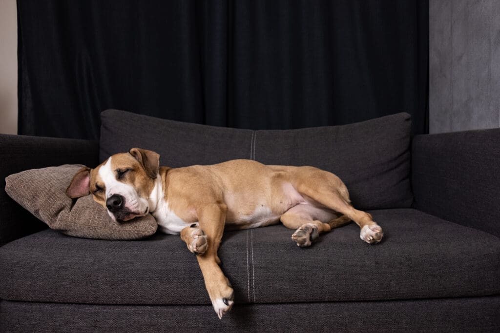 perro durmiendo en sofá