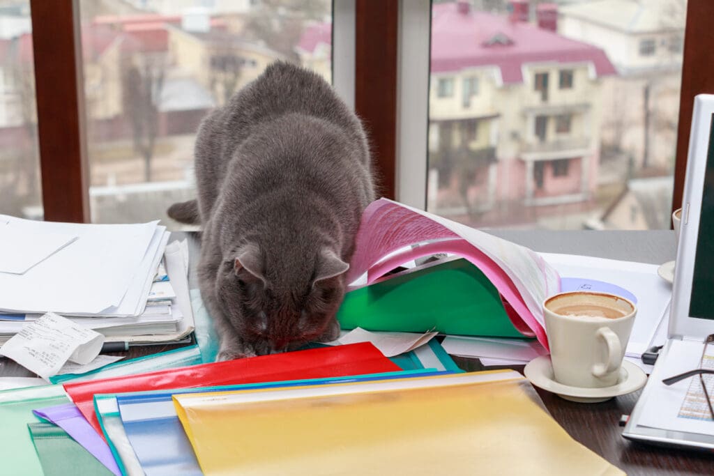 gato sobre una mesa