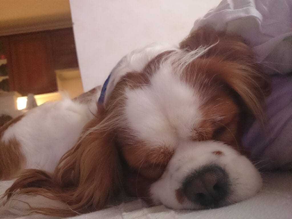 perro pequeño durmiendo en cobija