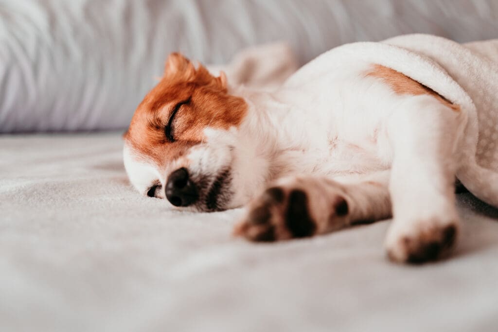 perro jack russel durmiendo en cobija