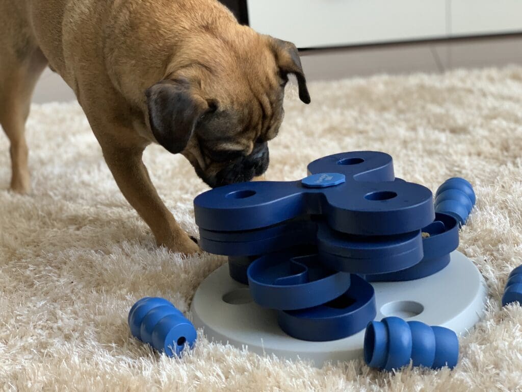 perro con juguete interactivo