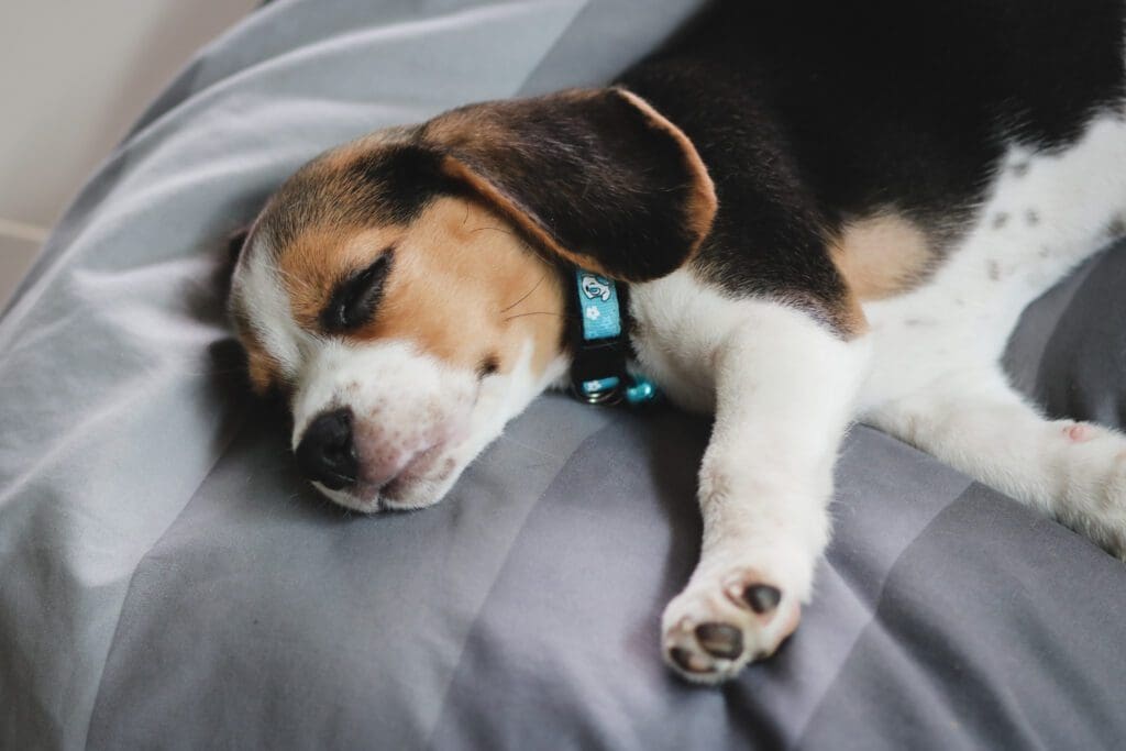 cachorro durmiendo