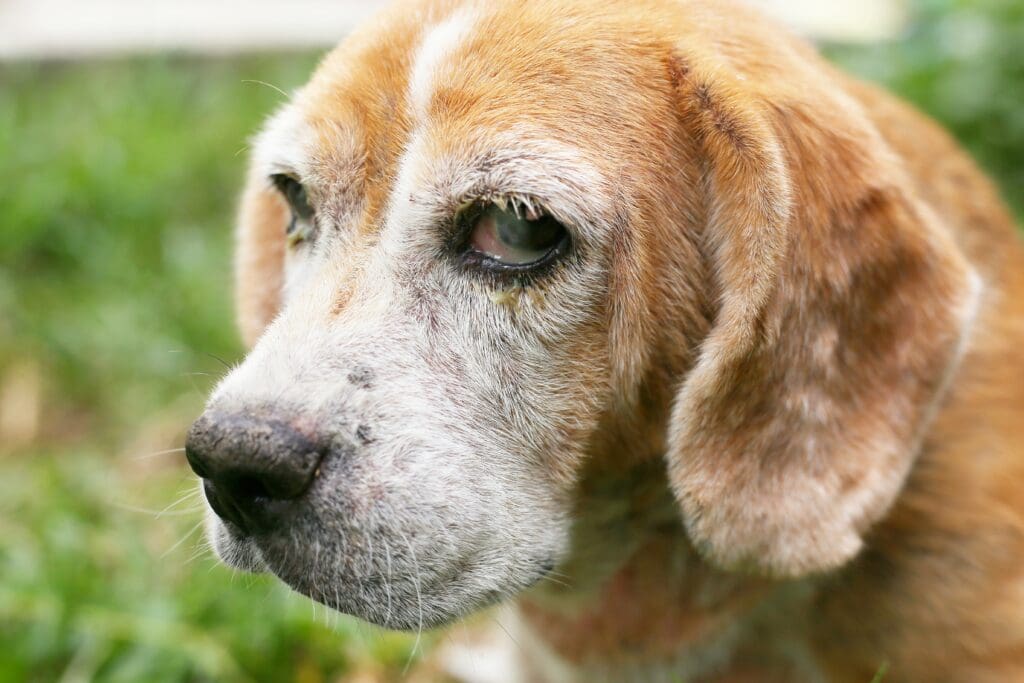 perro senior primer plano