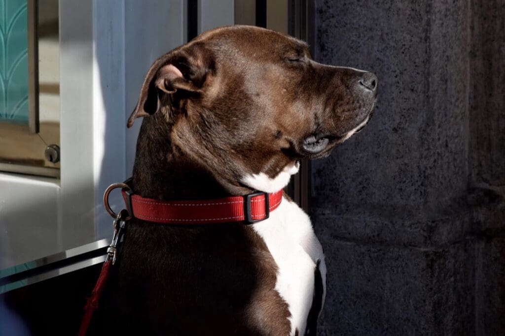 perro mirando serio
