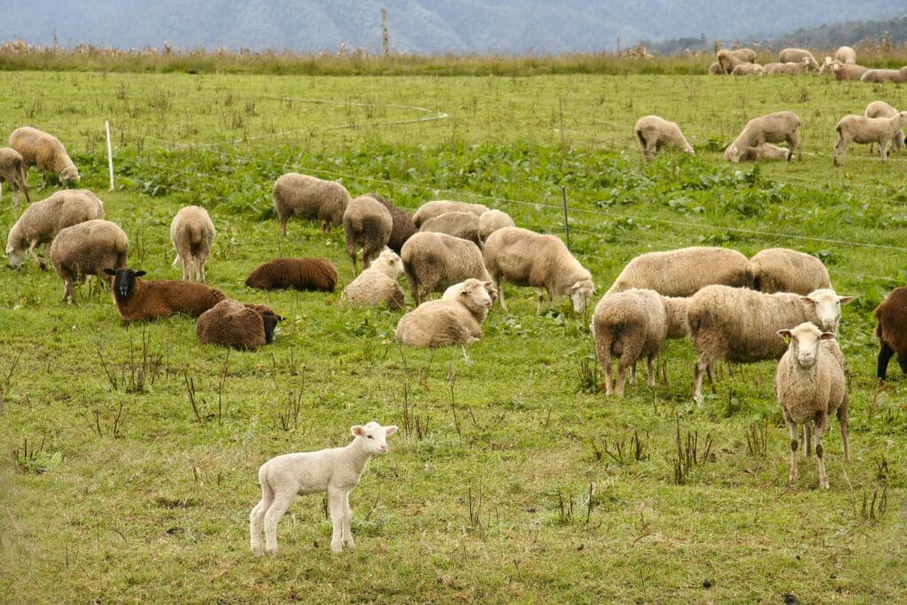 Ovejas -Pasión Veterinaria