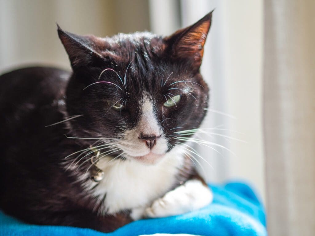 gato sentado con cara negra