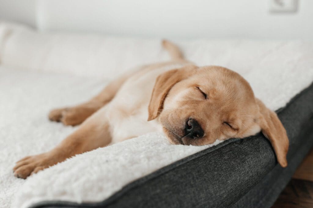 perro cachorro durmiendo en cobija