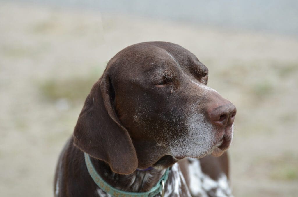 perro mayor con ojos cerrados