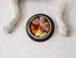 Alimentos Caseros para Perros: Prevención de Enfermedades y Salud