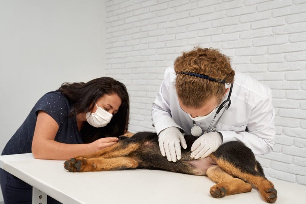 veterinario revisando perro