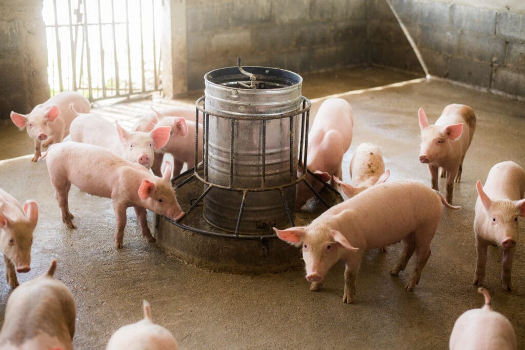 Granja de cerdos - Pasión Veterinaria