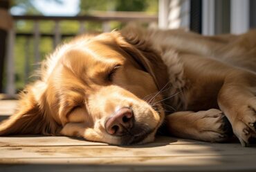 ¿Cuántas Horas Duerme un Perro? Guía Completa del Sueño Canino