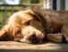 ¿Cuántas Horas Duerme un Perro? Guía Completa del Sueño Canino
