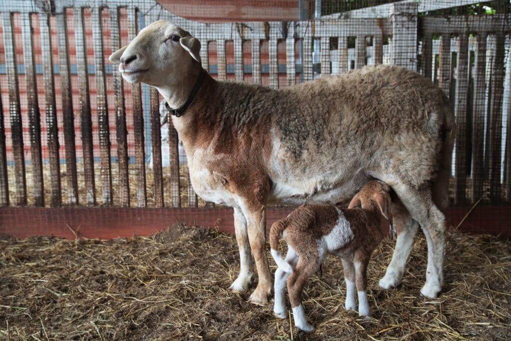 Ovejas con crias Pasión Veterinaria 