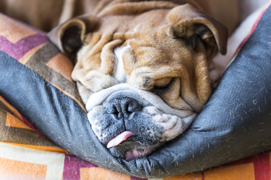 bulldog durmiendo