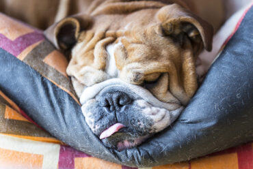 Obesidad en Perros: Riesgos, Enfermedades y Soluciones para una Vida Más Larga y Feliz