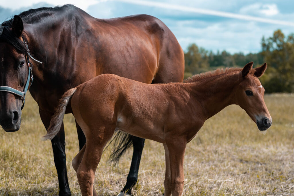 Caballos 