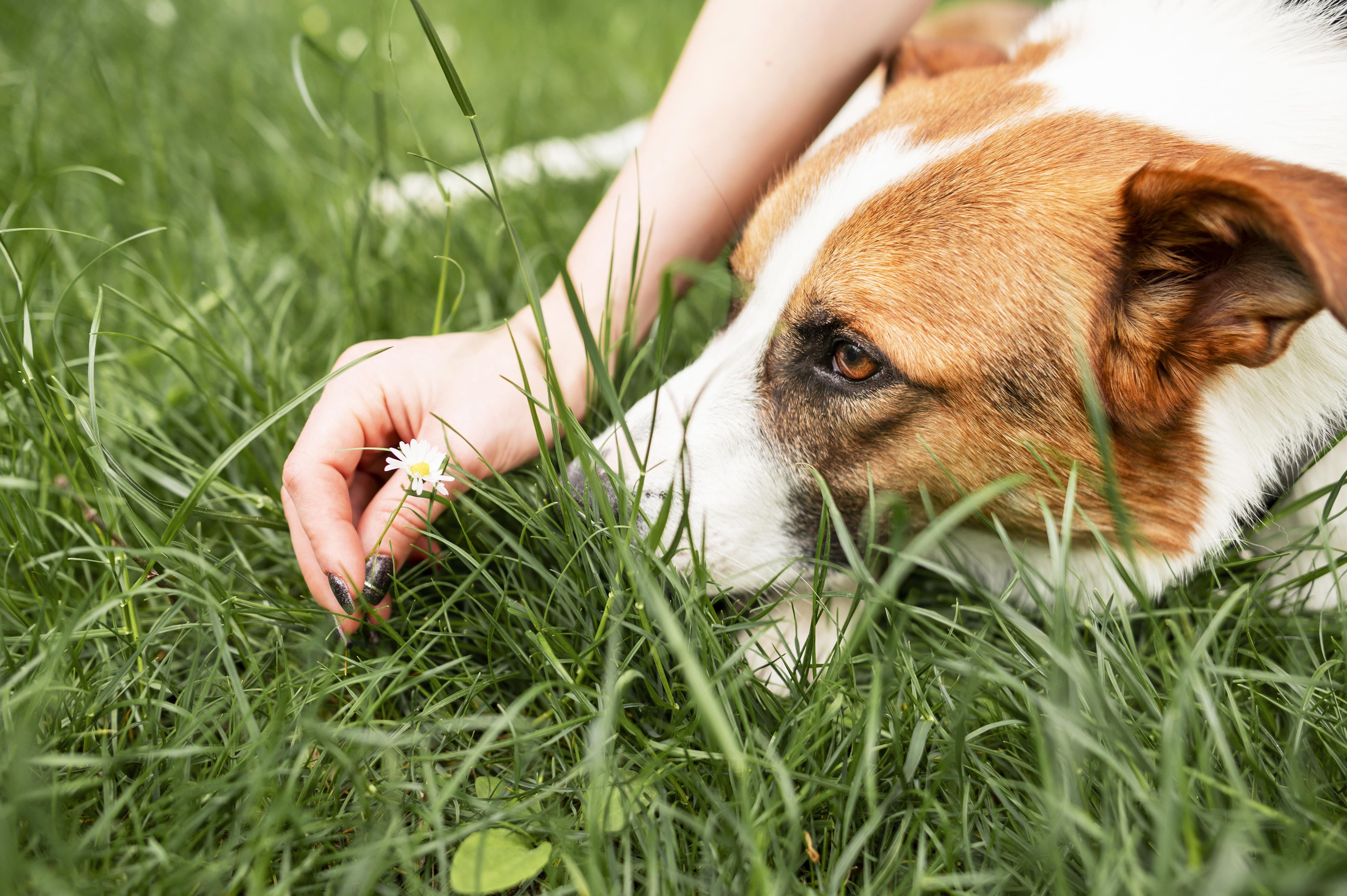perro de cerca comiendo pasto