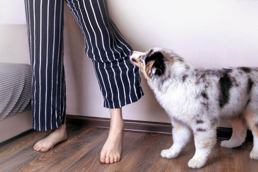 perro mordiendo pijama