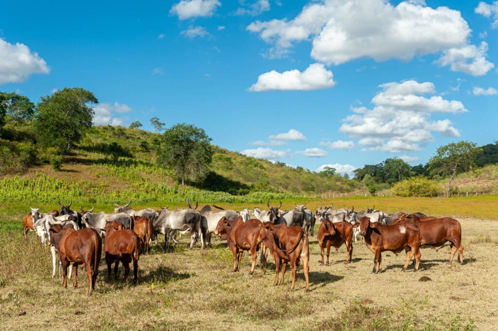 Razas de vacas  -Pasión Veterinaria