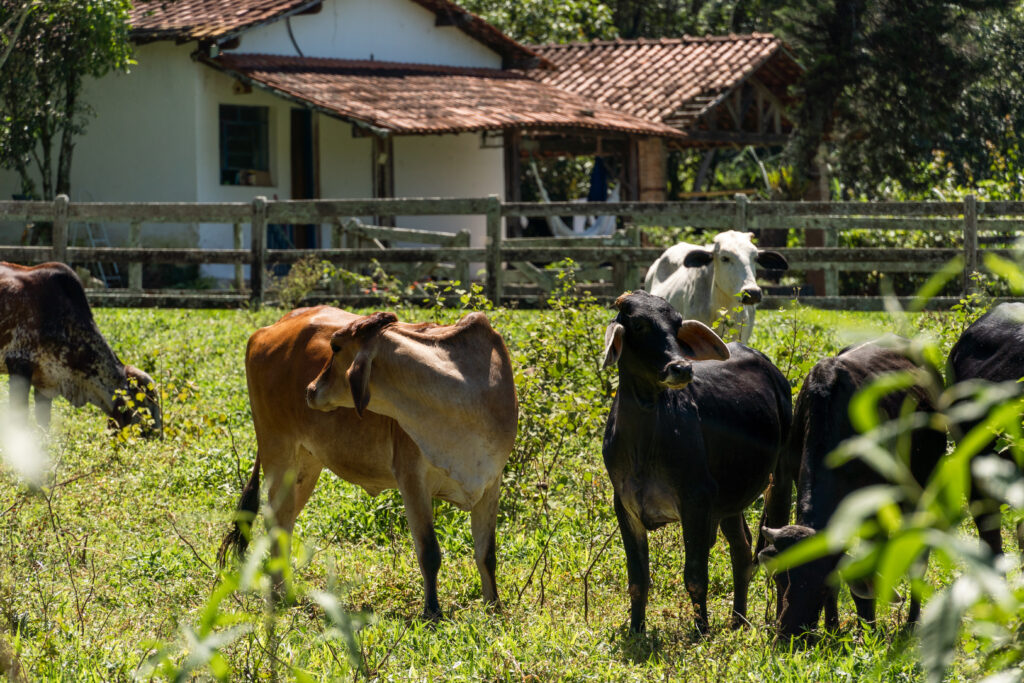 Razas de vacas  -Pasión Veterinaria 