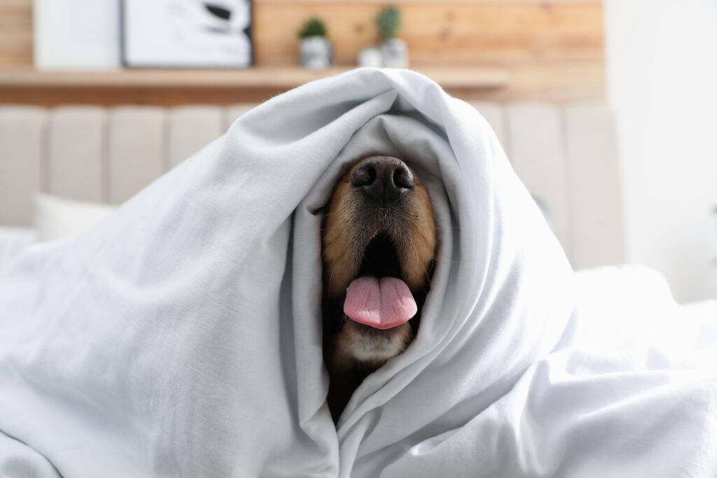 perro estornudando en cama