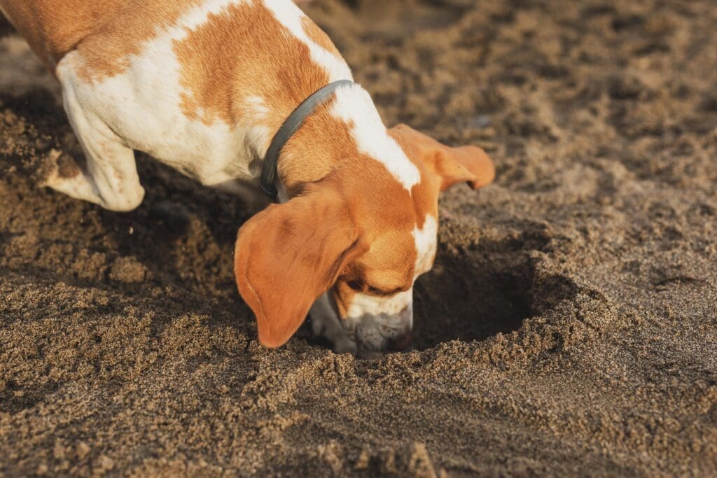 perro haciendo un hueco en la tierra