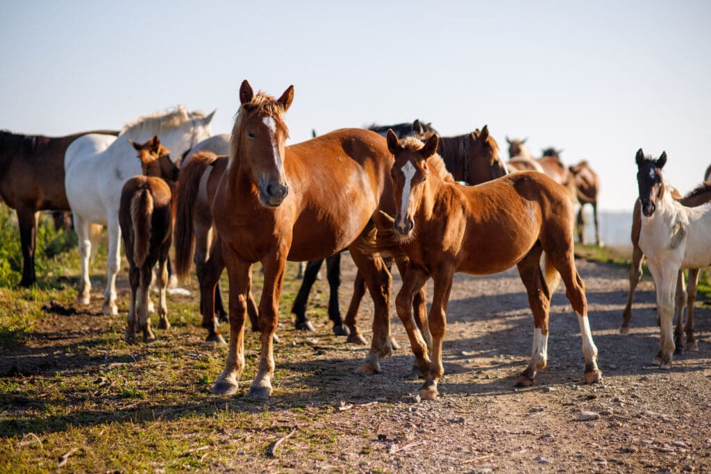 Caballos 
