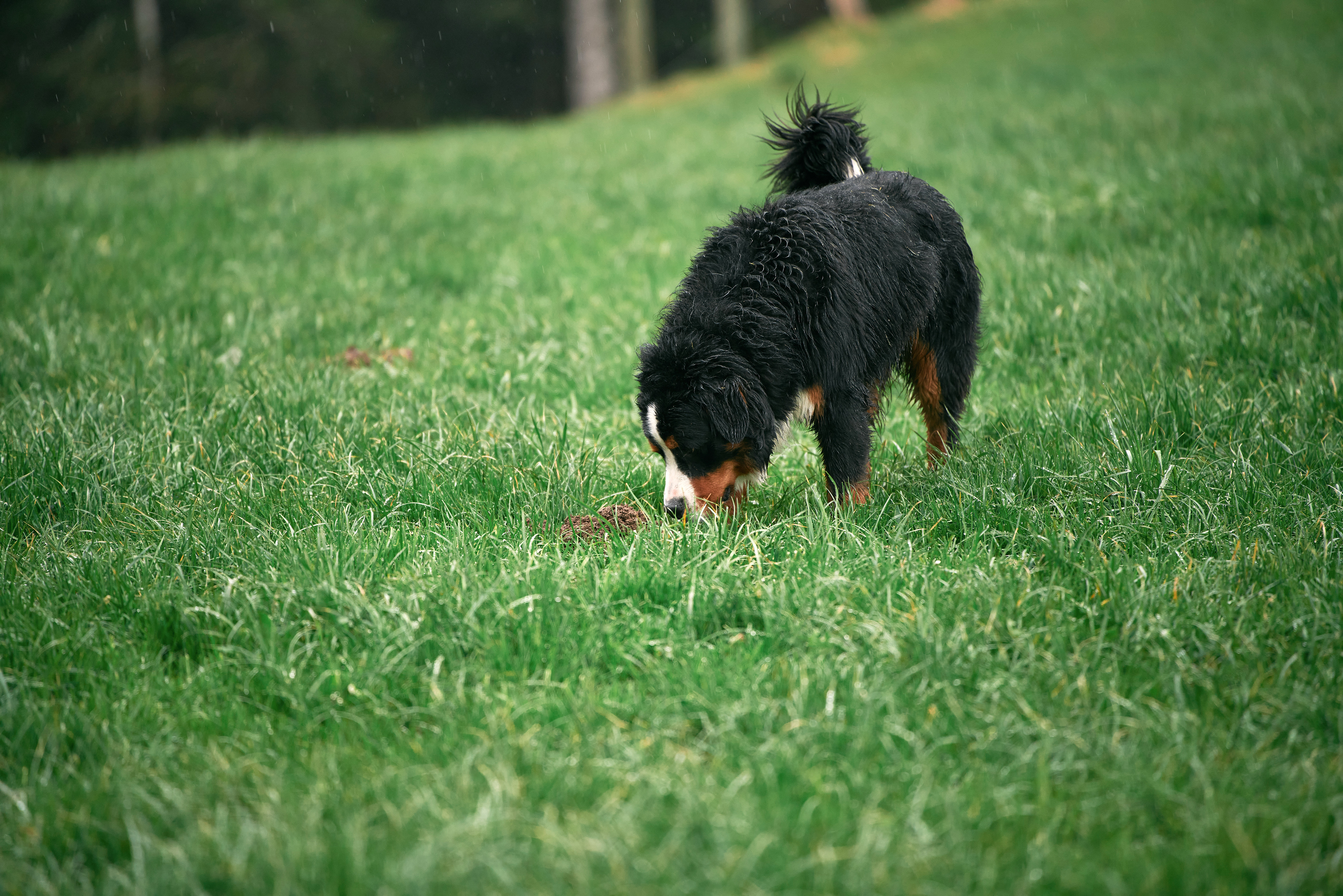 perro comiendo pasto