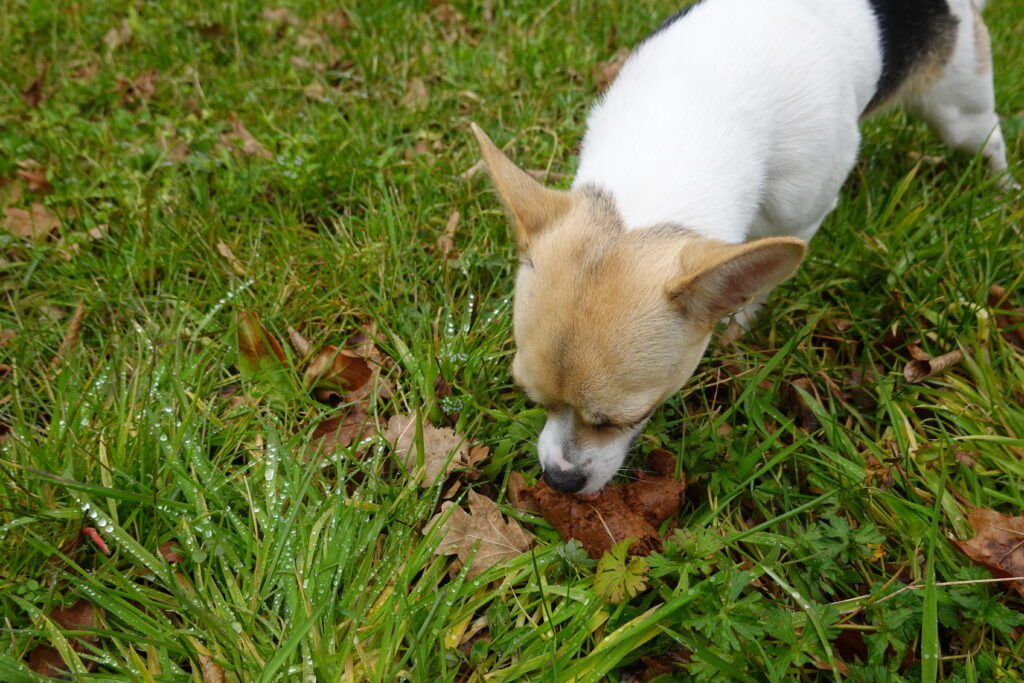 perro comiendo heces