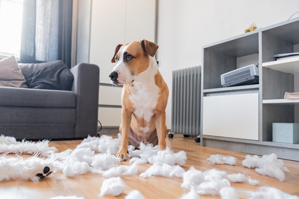 perro destruyendo cosas en la casa