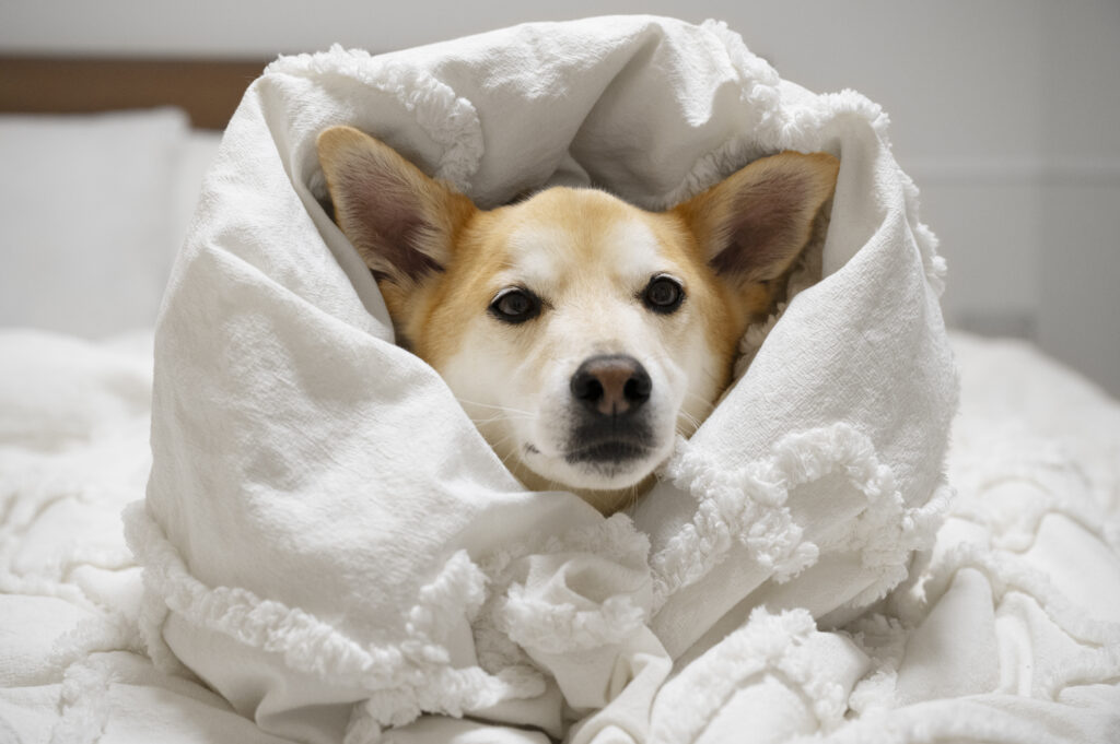 perro enfermo en cama