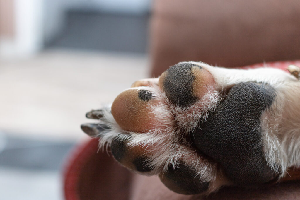 pata de perro