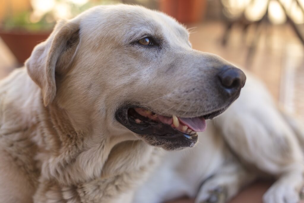 perro senior de frente