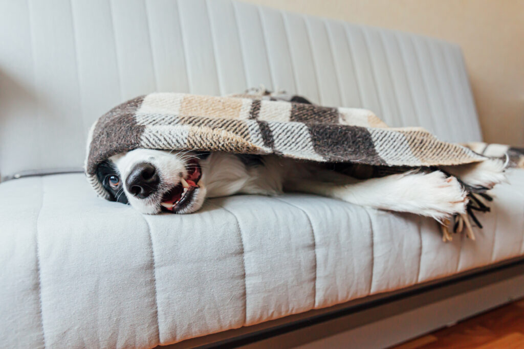 perro durmiendo bajo cobija