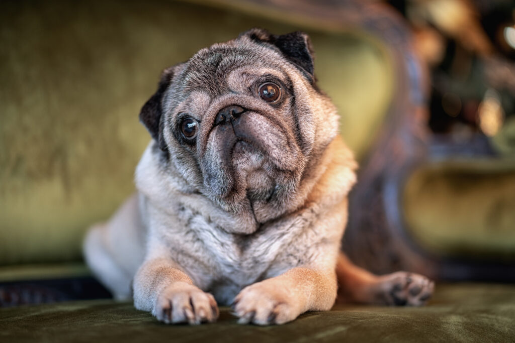 perro pug mirando de frente