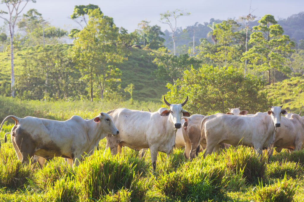 Razas de vacas  -Pasión Veterinaria