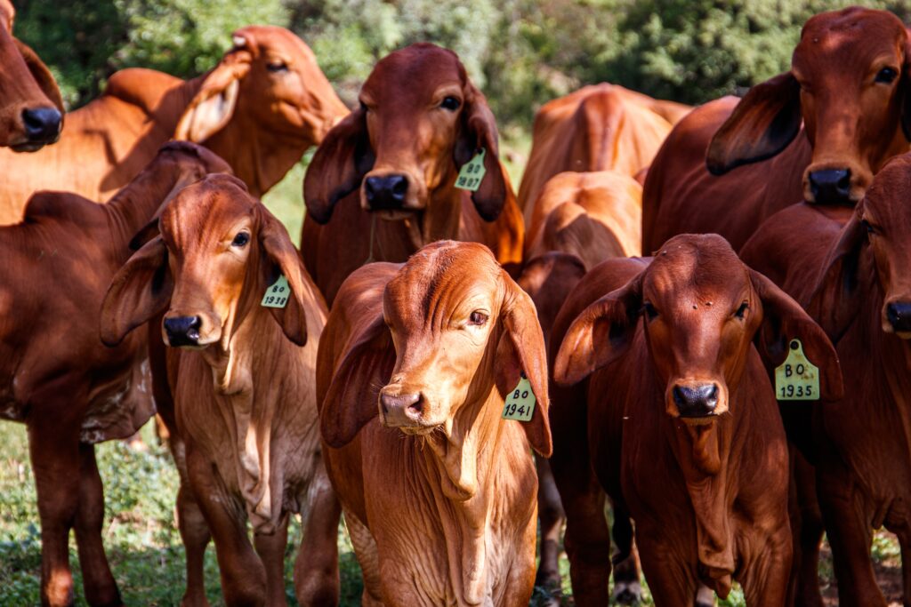 Razas de vacas  -Pasión Veterinaria